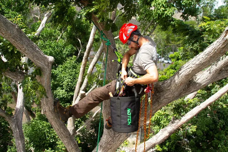 Arborist climbing a large tree on ropes