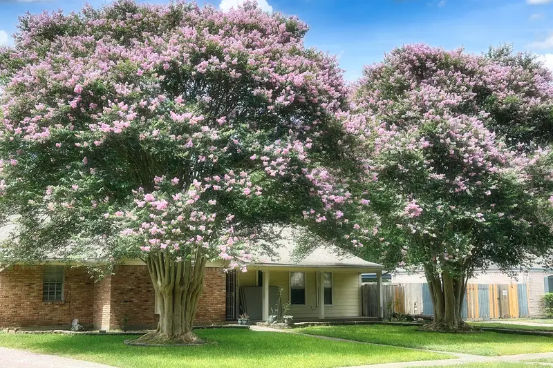 Blooming crape myrtles in a front yard