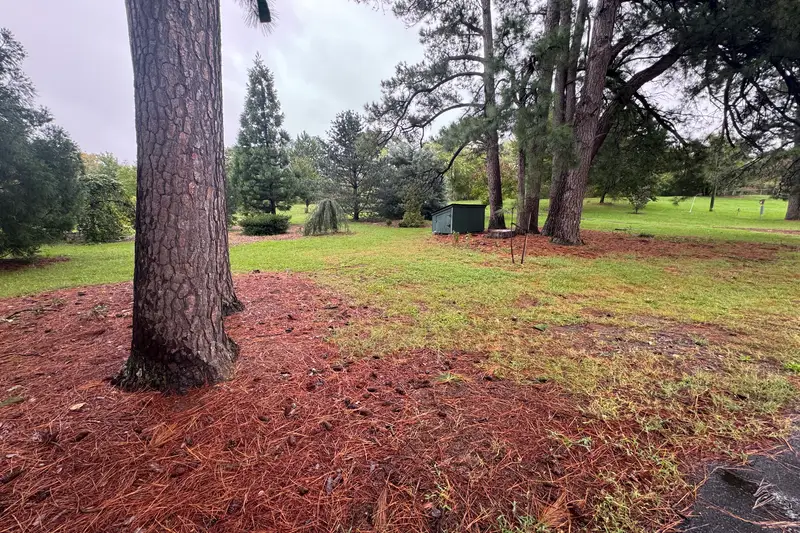 Tall loblolly pine trunks above a bed of pine straw
