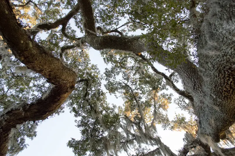 Looking up into the limbs of a live oak draped with Spanish moss