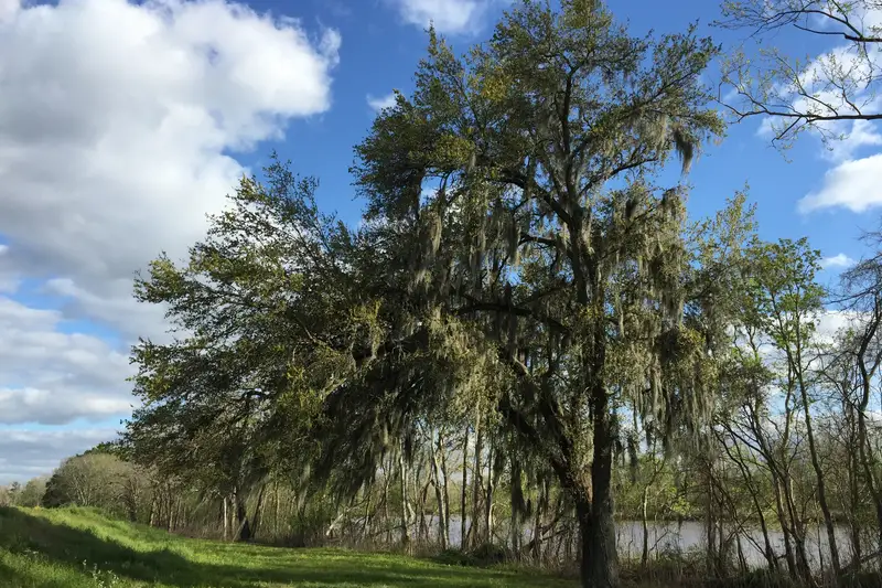 Live oak hung with Spanish moss beside open water
