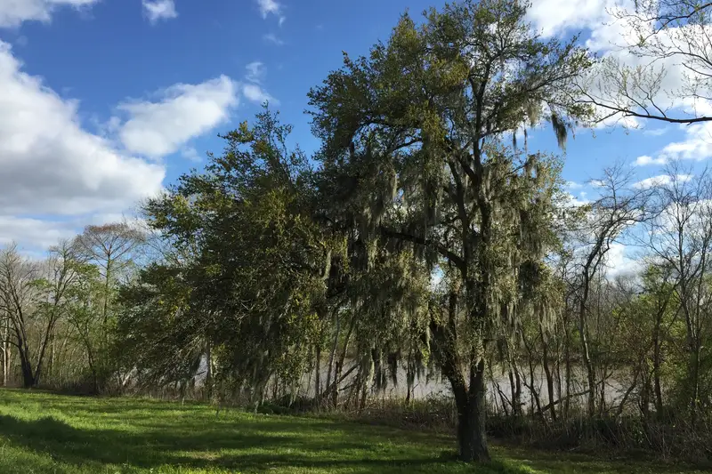 Spreading live oak with Spanish moss on a grassy bank