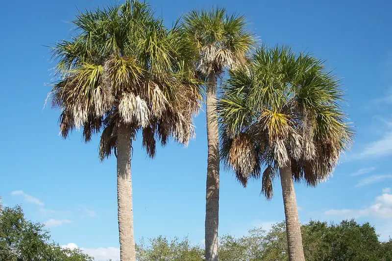 Three sabal palmettos against a blue sky