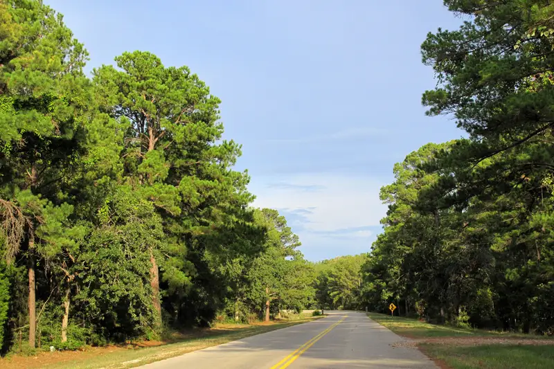 Road lined with tall pine trees