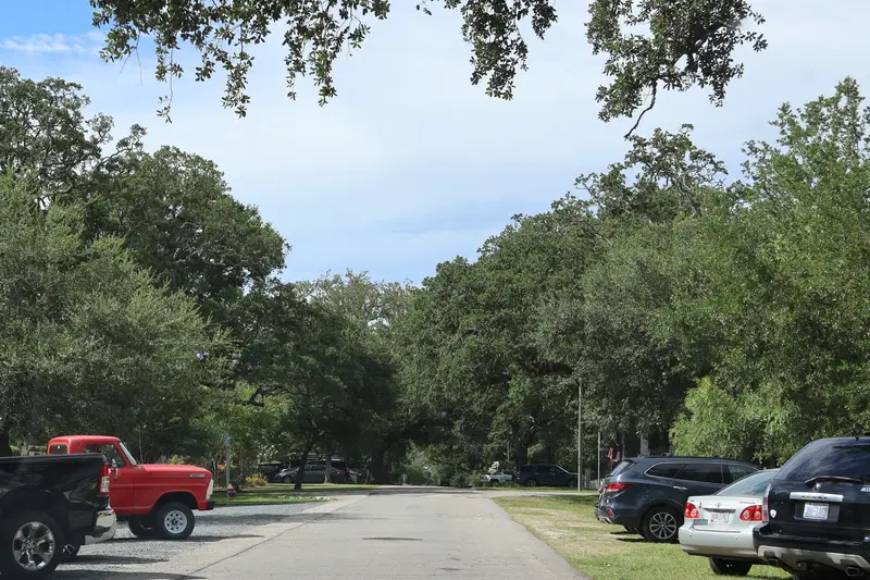 Live oaks shading North Lord Street in Southport