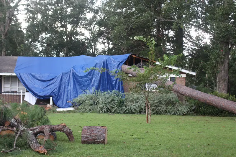 Fallen tree in a yard beside a house with a blue tarp on the roof after a hurricane