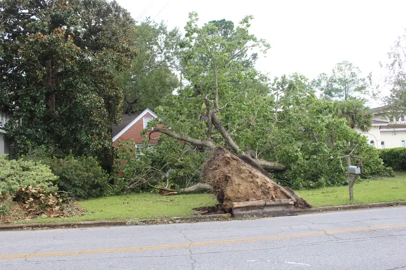 Uprooted tree lying across a front yard with its root plate lifted